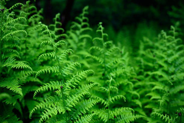 This is a photograph of wild ferns growing in the forest of the Catskill Mountains in New York, USA.