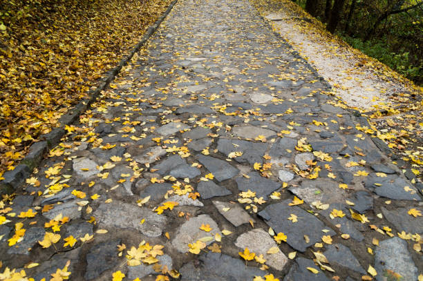 Paved road with yellow leaves on it