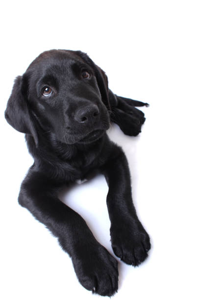 istock black labrador puppy 118357023