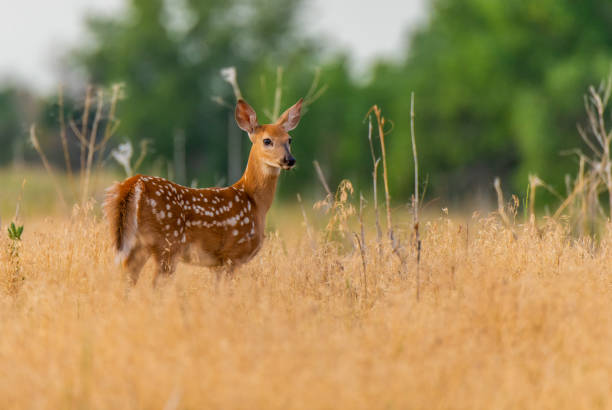 istock A White-tailed Deer Fawn in a Meadow 1183570282