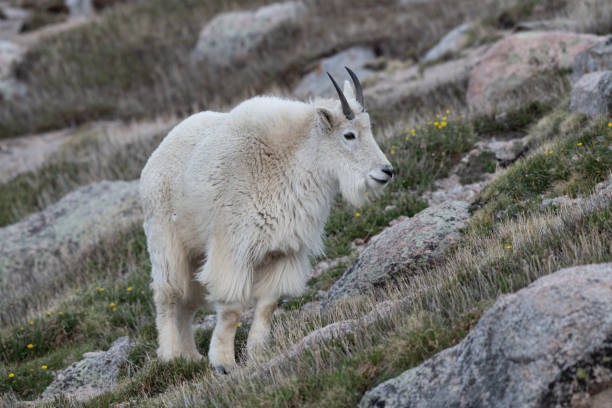 istock A Mountain Goat in an Alpine Meadow 1183570287