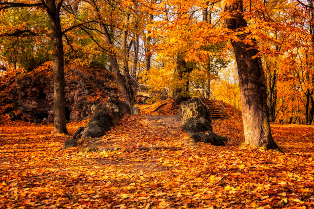 Autumn in public garden