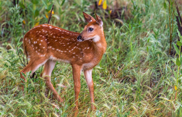 istock A Beautiful White-tailed Deer Fawn in a Meadow 1183570709