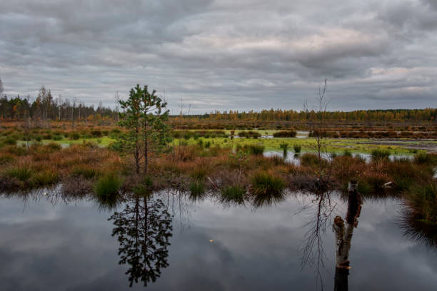 istock reflection of lake in swamp 1183571551