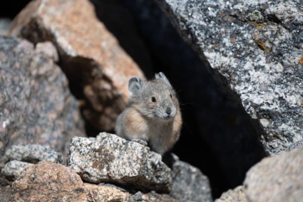 istock A Pika on the in the Rocks on a Mountain Summit 1183571686