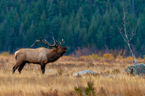 un gran toro elk bugling durante la caída rut - ciervo de américa del norte fotografías e imágenes de stock