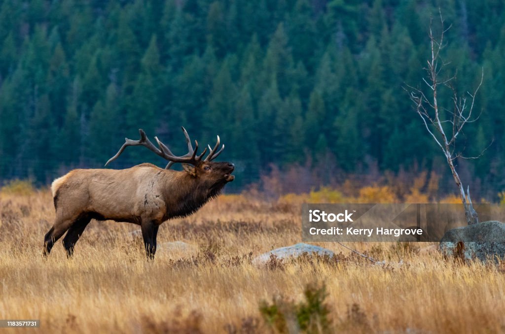 A Large Bull Elk Bugling During the Fall Rut Elk Bugling during the Mating Season Elk Stock Photo