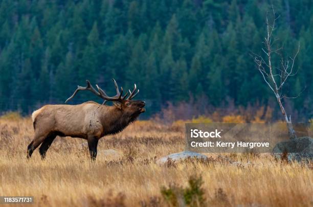 A Large Bull Elk Bugling During The Fall Rut Stock Photo - Download Image Now - Elk, Rocky Mountain National Park, Colorado