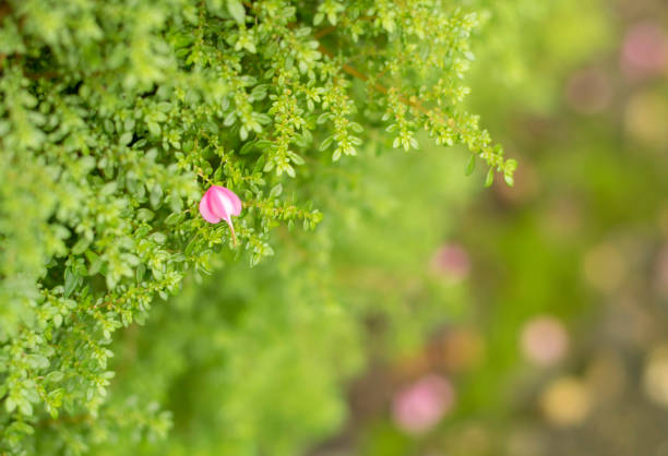 Pink flower on blurred green bokeh background