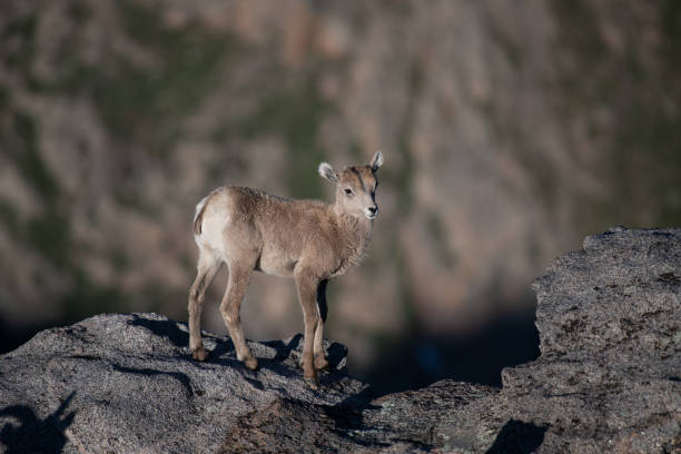 Adorable Bighorn Sheep Lamb in the Sunlight at Cliffs Edge