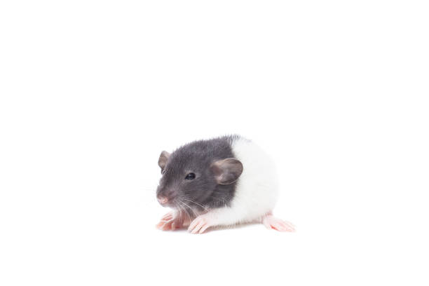 istock http://www.mexanikservice.ru/index/0-2 1183572651
