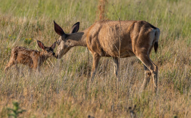 istock A Mule Deer with Her Fawn in a Meadow 1183573073
