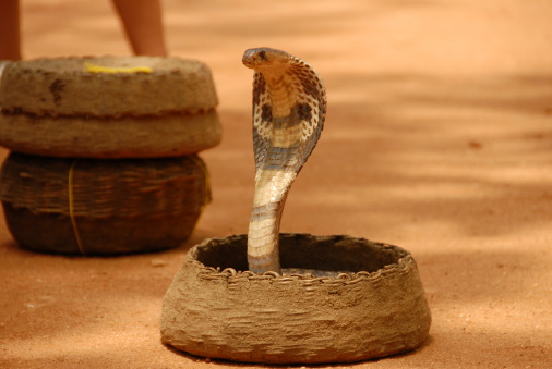 A closeup of a King cobra lying on a carpet on the street
