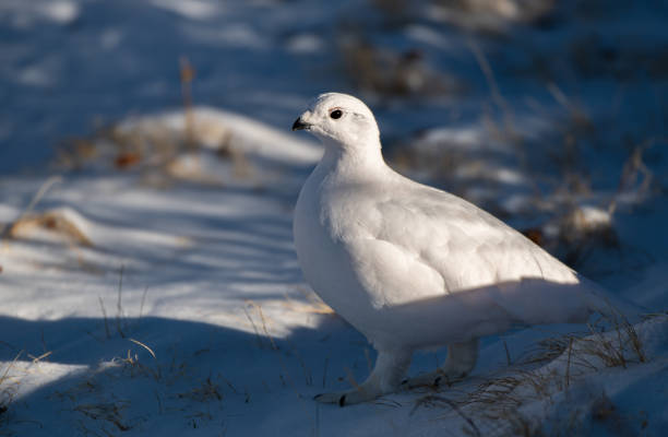 istock White-tailed Ptarmigan in Beautiful White Plumage 1183573793