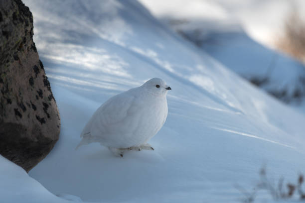 istock A White-tailed Ptarmigan Hiding in Plain Sight 1183573847
