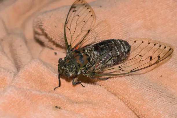 Cicada : Blue butterfly-wings cicada