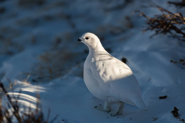 istock White-tailed Ptarmigan in Beautiful White Plumage 1183573966