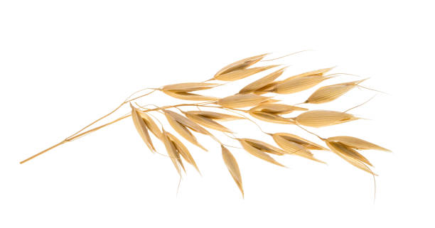 istock Oat plant isolated on white without shadow clipping path 1183574198