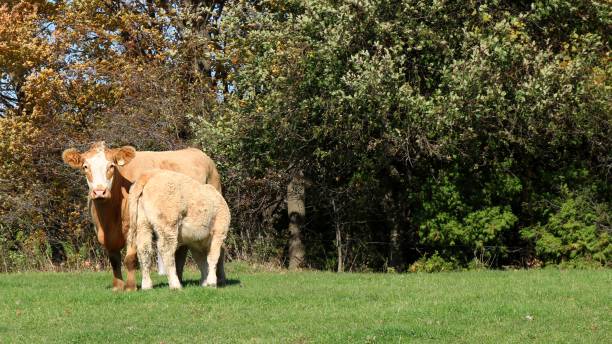 istock Good size calf nursing with mom in the meadow 1183574418