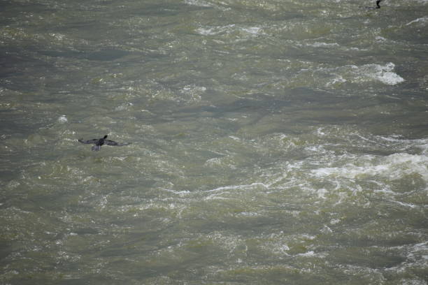 istock Bird Flying Over The Water 1183574960