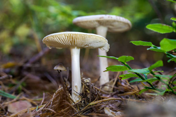 istock European forest mushrooms - unknown mushroom 1183575308