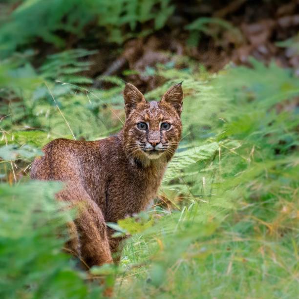 Beautiful bobcat in the mountains of Pennsylvania Bobcat on the prowl for a morning snack wildcat animal stock pictures, royalty-free photos & images