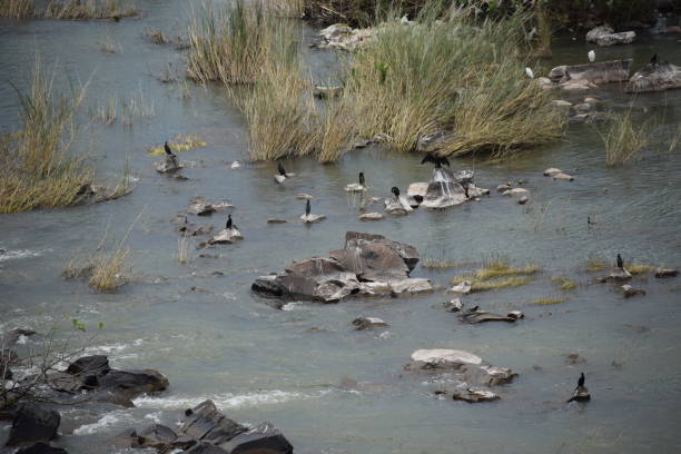 istock Birds Enjoying The Nature In Water 1183576250