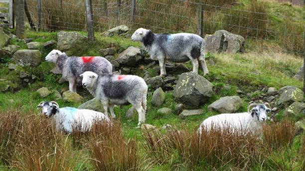 istock Herdwick Sheep, Cumbria, UK 1183576288