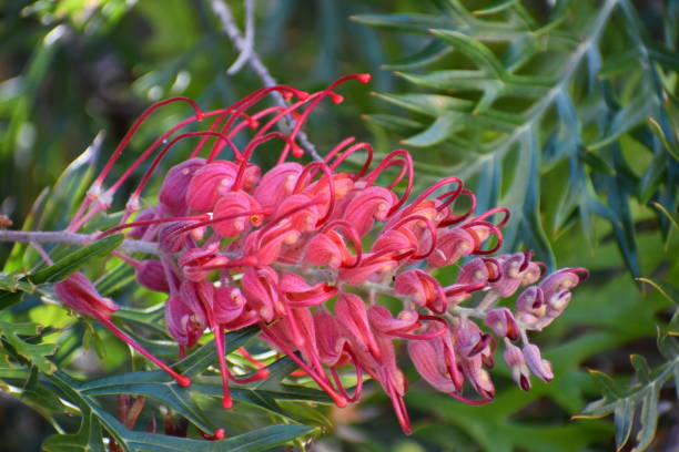 Close up of pink Australian shrub