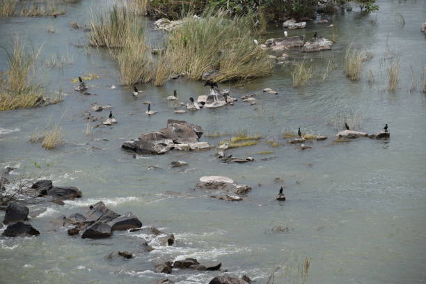 istock Birds Enjoying The Nature In Water 1183576380
