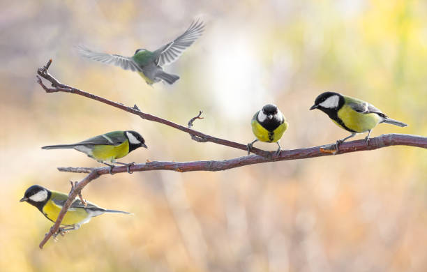 istock Several Great tit on a branch on a blurred background, close-up. Autumn 1183576582