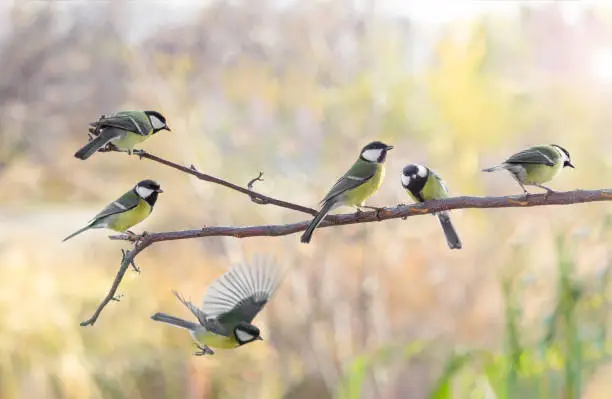 Photo of Several Great tit on branch on blurred background