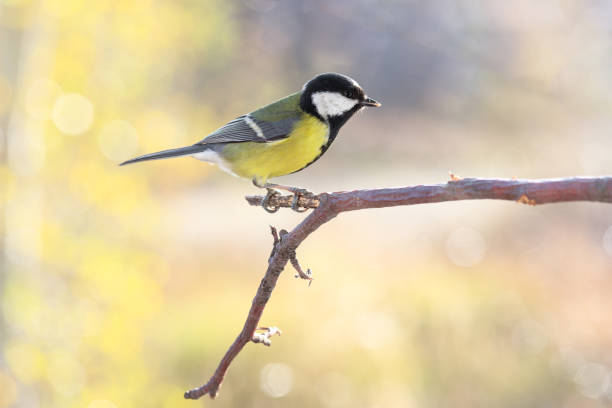istock Great tit on branch on blurred background 1183576592