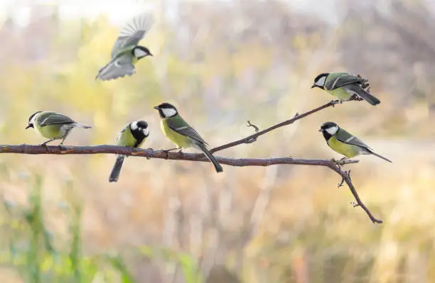 Photo of Several Great tit on branch on blurred background