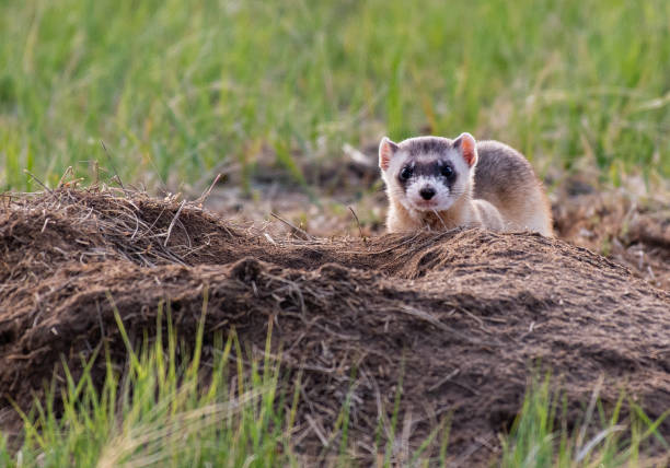 A Black-footed Ferret at a Prairie Dog Burrow