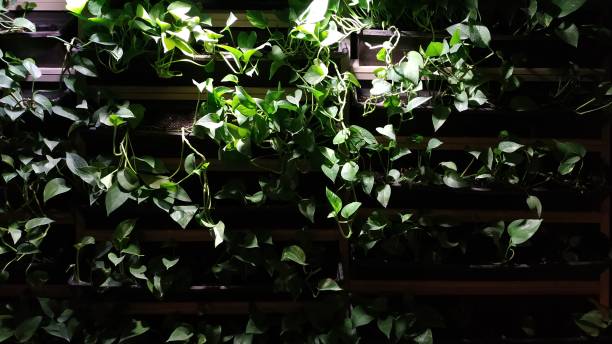 istock Abstract background with green leaves 1183578642