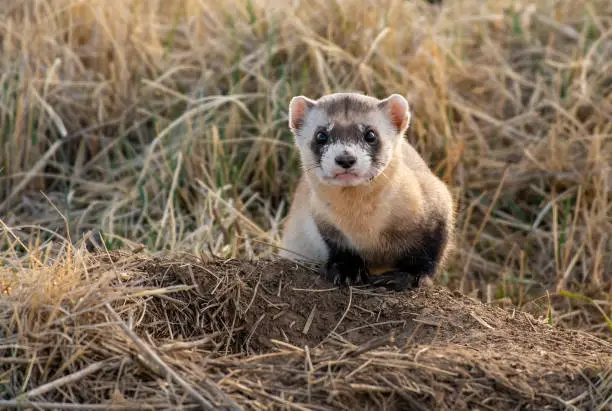 A Black-footed Ferret at a Prairie Dog Burrow