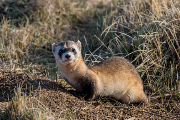 federalnie zagrożonych black-footed fretka na równinach - footed zdjęcia i obrazy z banku zdjęć