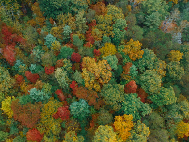 Aerial Drone view of Autumn / fall in the Blue ridge of the Appalachian Mountains near Asheville, North Carolina. Vibrant red, yellow, orange leaf foliage colors from above. stock photo