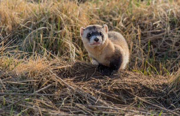 https://media.istockphoto.com/id/1183578822/photo/a-federally-endangered-black-footed-ferret-on-the-plains.jpg?s=612x612&w=0&k=20&c=mEo1Jxm6KLuQTst1Q7i5A98U0rs8ie7O32iv82ZCCg8=