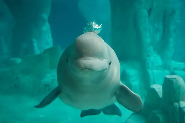 A beluga whale blowing air.