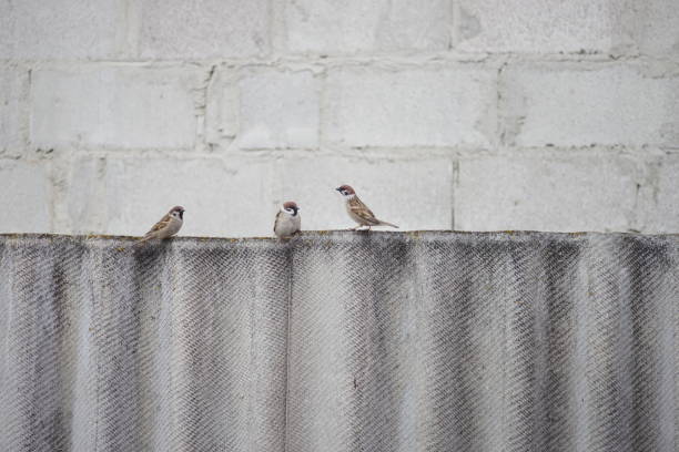 Bird on Victorian roof