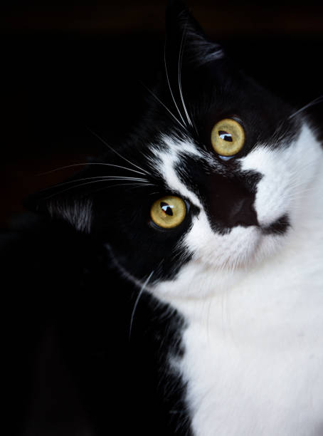 istock Black and white domestic cat 1183581806