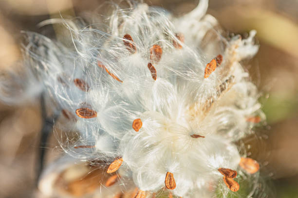 Easy Milkweed seeds saint hyacinthe photos stock pictures, royalty-free photos & images