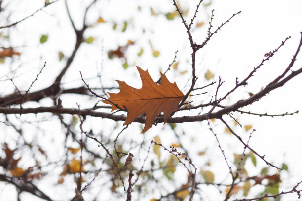 leaf, autumn, leaves, oak, background, fall, yellow, brown, tree, nature, autumn leaves, foliage, lush, texture, branch,defoliation,backdrop,