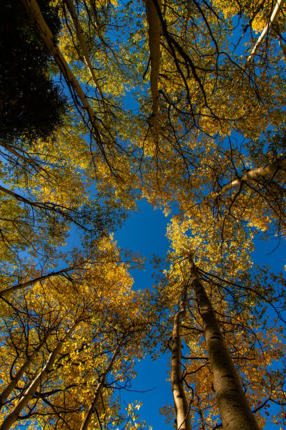 istock Aspen Treetop View in Autumn from Below 1183585428