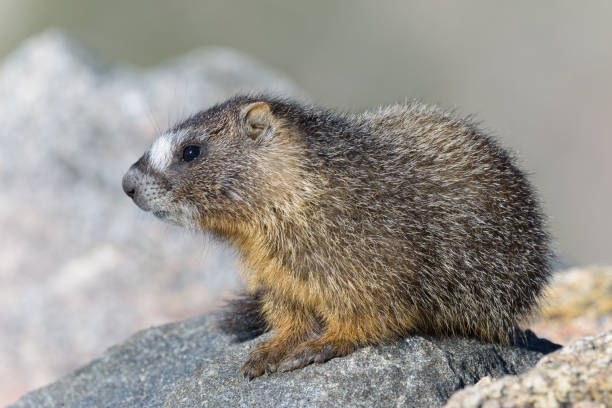 Groundhog Whistle Pig Rodent Squirrel Stock Photos, Pictures & Royalty-Free  Images - iStock