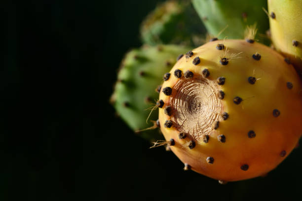 시칠리아에서 텍스트 필드와 어두운 배경에 대한 가시 배 선인장의 밝은 오렌지 과일 - sicily cactus desert italian culture 뉴스 사진 이미지