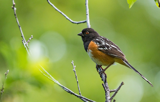 A Spotted Towhee Perched on a Branch in Colorado