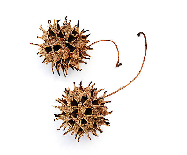 American sweetgum leaf with fruits isolated on white